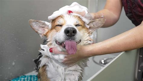 How To Give A Dog A Bath Without Dog Shampoo – Vet .